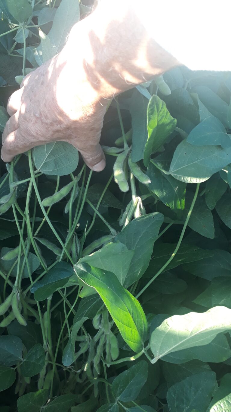 Soja cultivadas no pivô KREBS em 2022